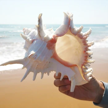 15-25cm Natūralus Jūros Kriauklių Mare Didelį Shell Jūrų Dekoro Schelpen Conchas Coquillage Modernių Namų Decore Priedai Hogar Paplūdimys