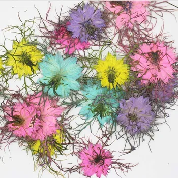 60pcs Presuotų Džiovintų Nigella Damascena Flower Augalų Herbariumas Papuošalai Telefono dėklas Žymą Gėlių Scropbook Padaryti 